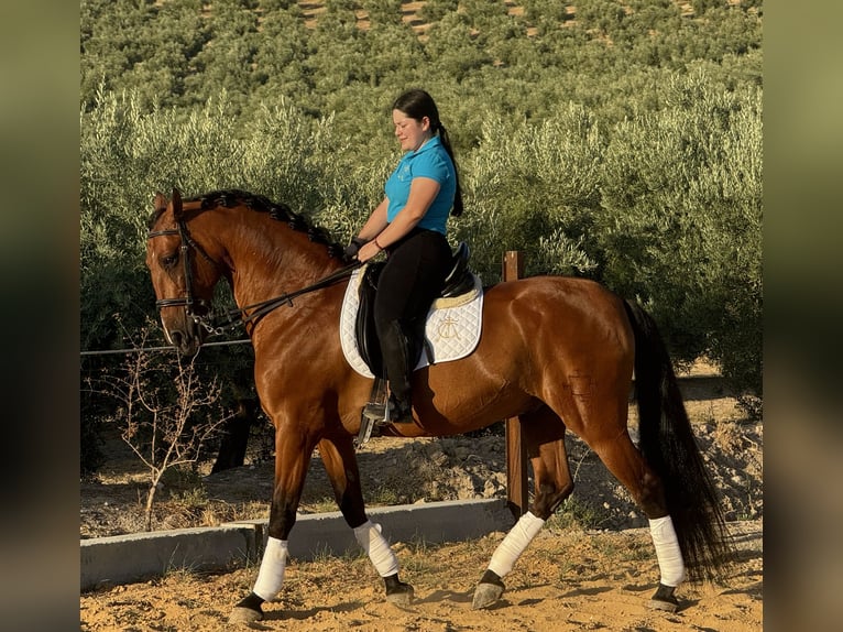 PRE Caballo castrado 14 años 164 cm Castaño in Montilla