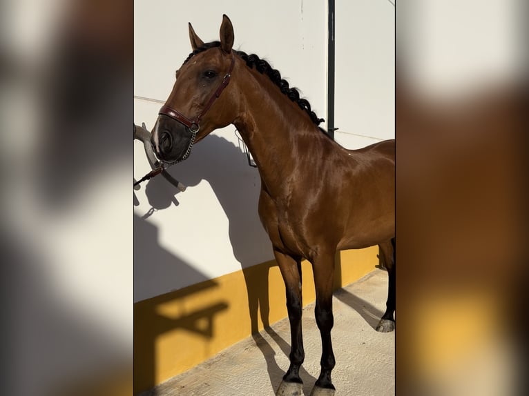 PRE Caballo castrado 14 años 164 cm Castaño in Montilla