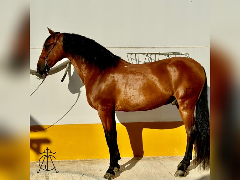 PRE Caballo castrado 14 años 164 cm Castaño in Montilla