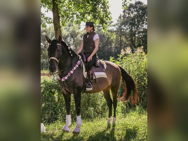 PRE Caballo castrado 14 años 164 cm Castaño oscuro in Grosspetersdorf
