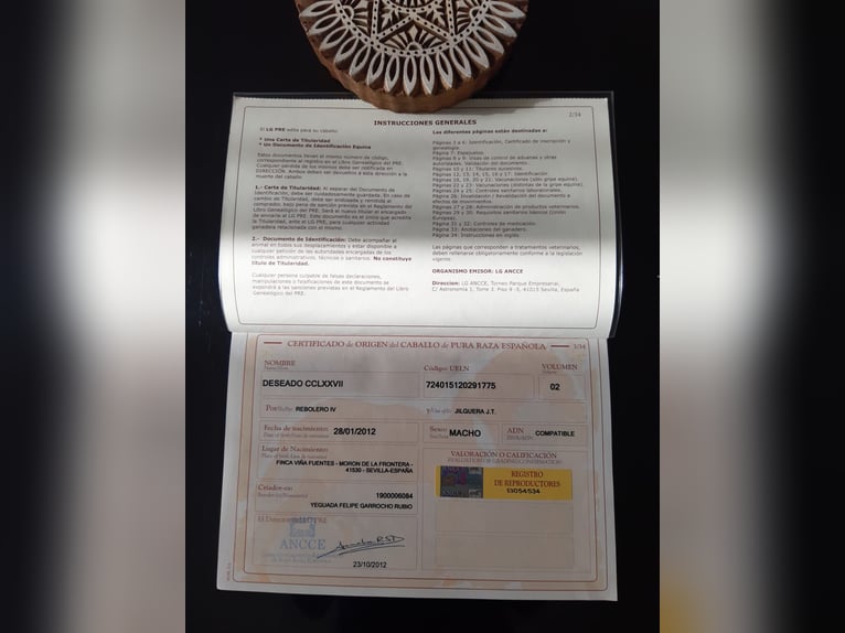 PRE Caballo castrado 14 años 164 cm Castaño oscuro in Grosspetersdorf