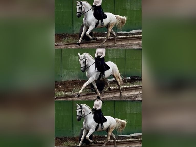 PRE Mestizo Caballo castrado 14 años 164 cm Tordo in Fuente El Saz De Jarama