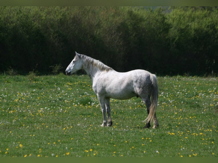 PRE Caballo castrado 14 años 165 cm Tordo in Saligny sur Roudon