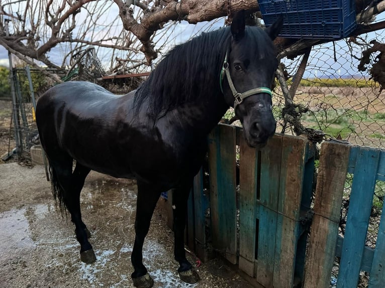 PRE Mestizo Caballo castrado 14 años 166 cm Negro in Valencia