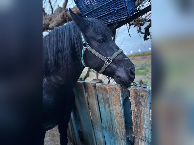 PRE Mestizo Caballo castrado 14 años 166 cm Negro in Valencia