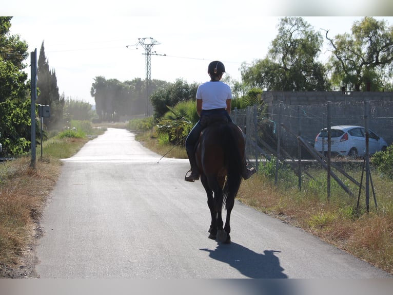 PRE Mestizo Caballo castrado 14 años 167 cm Castaño in Valencia