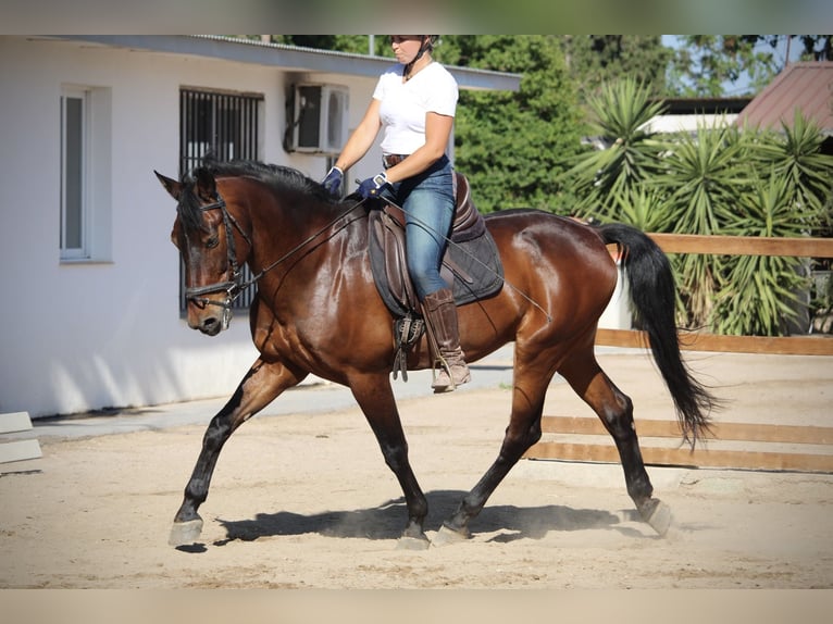 PRE Mestizo Caballo castrado 14 años 167 cm Castaño in Valencia