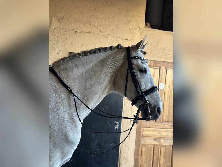 PRE Mestizo Caballo castrado 14 años 167 cm Tordo in Cambrils