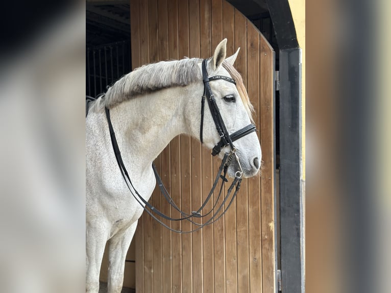 PRE Mestizo Caballo castrado 14 años 167 cm Tordo in Cambrils