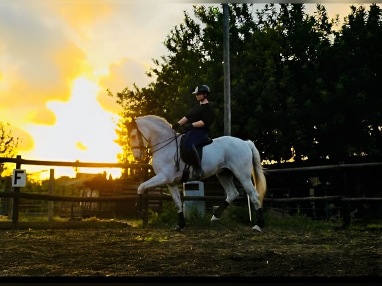 PRE Mestizo Caballo castrado 14 años 167 cm Tordo in Cambrils