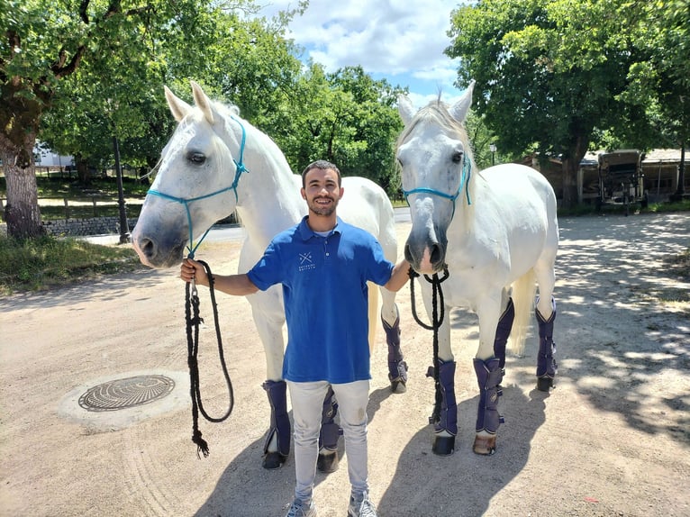 PRE Mestizo Caballo castrado 14 años 167 cm White/Blanco in Monserrat (Avenida)