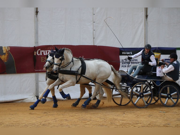 PRE Mestizo Caballo castrado 14 años 167 cm White/Blanco in Monserrat (Avenida)