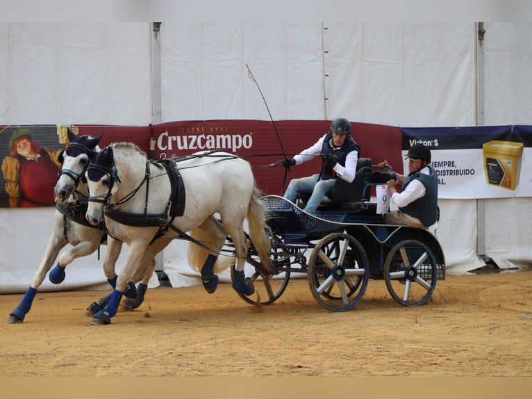 PRE Mestizo Caballo castrado 14 años 167 cm White/Blanco in Monserrat (Avenida)