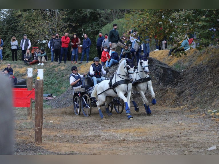 PRE Mestizo Caballo castrado 14 años 167 cm White/Blanco in Monserrat (Avenida)