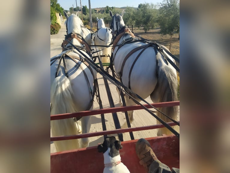 PRE Mestizo Caballo castrado 14 años 167 cm White/Blanco in Monserrat (Avenida)