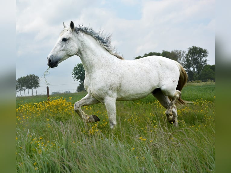 PRE Caballo castrado 14 años 168 cm Tordo in Groede