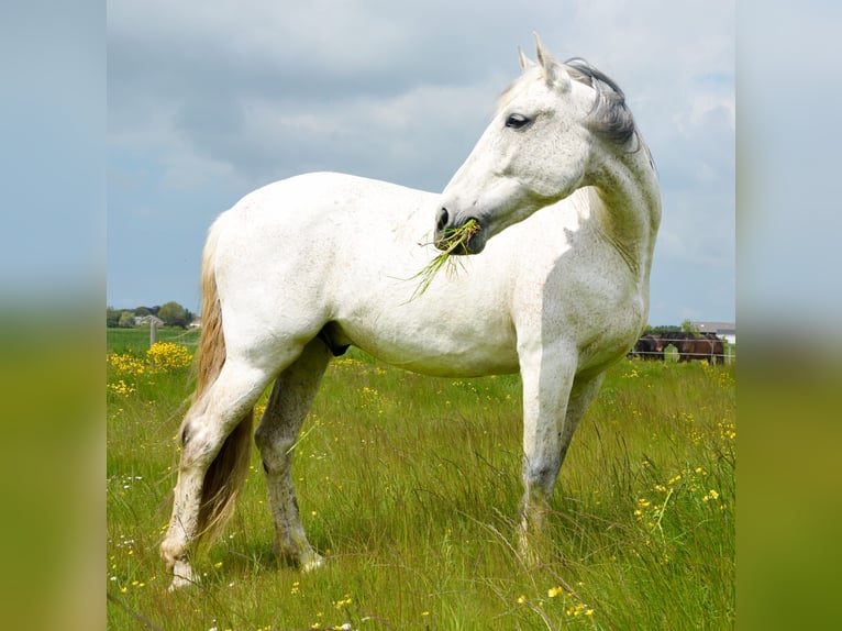 PRE Caballo castrado 14 años 168 cm Tordo in Groede