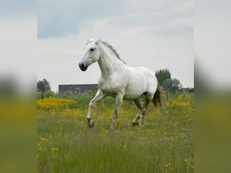 PRE Caballo castrado 14 años 168 cm Tordo in Groede