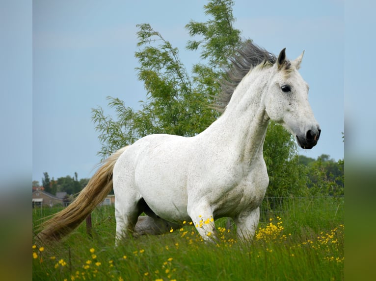 PRE Caballo castrado 14 años 168 cm Tordo in Groede