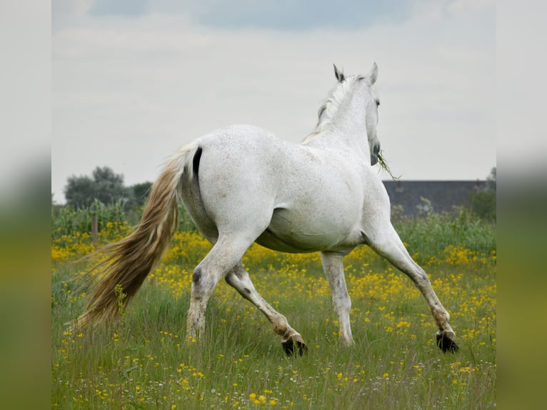 PRE Caballo castrado 14 años 168 cm Tordo in Groede