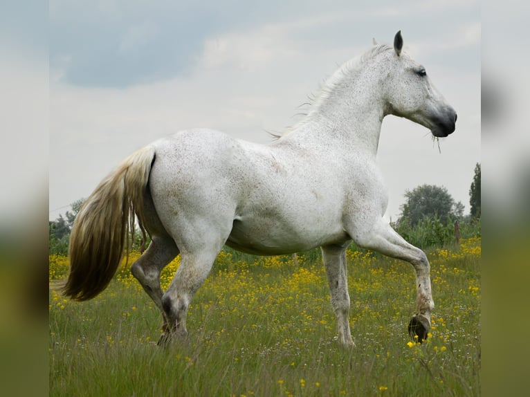 PRE Caballo castrado 14 años 168 cm Tordo in Groede