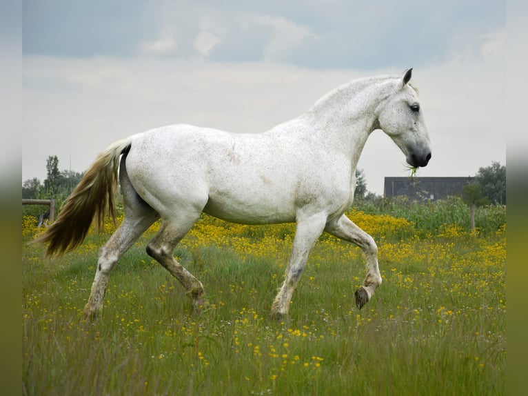 PRE Caballo castrado 14 años 168 cm Tordo in Groede