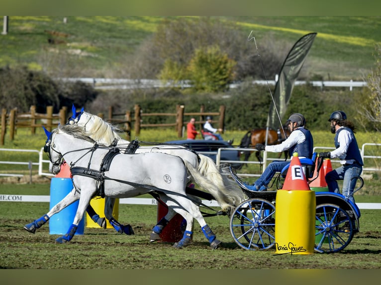 PRE Caballo castrado 14 años 168 cm White/Blanco in Montouto (Santa Cristina)