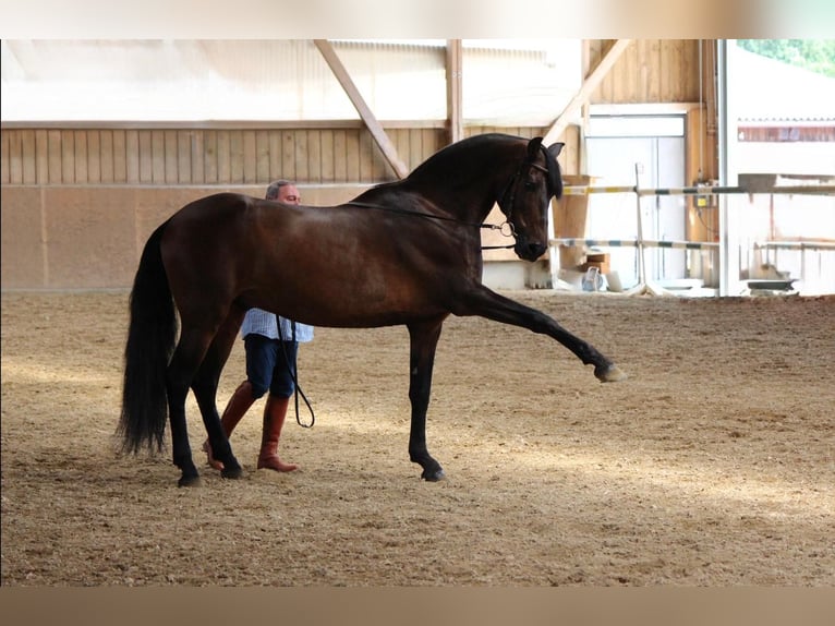 PRE Caballo castrado 14 años 170 cm Castaño in Kreßberg