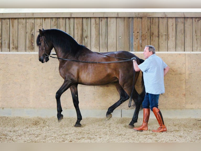 PRE Caballo castrado 14 años 170 cm Castaño in Kreßberg