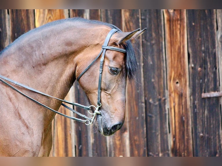 PRE Caballo castrado 14 años 170 cm Castaño in Kreßberg