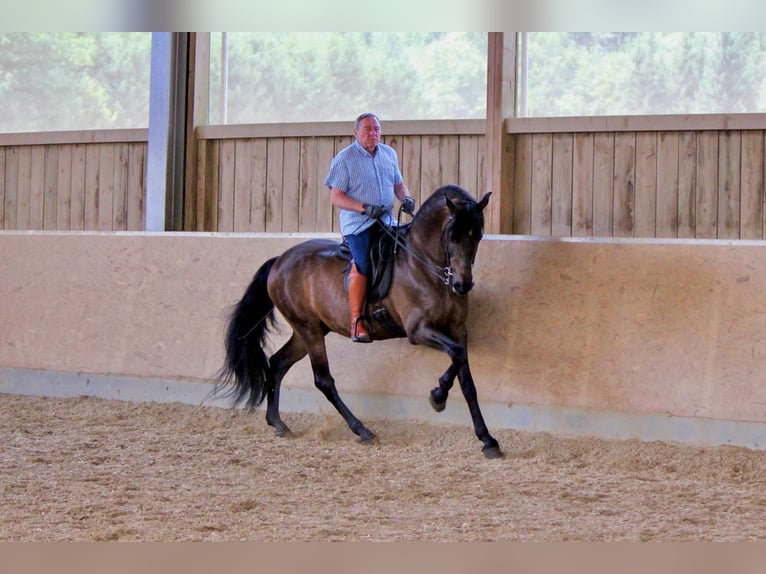 PRE Mestizo Caballo castrado 14 años 170 cm Castaño in Kreßberg