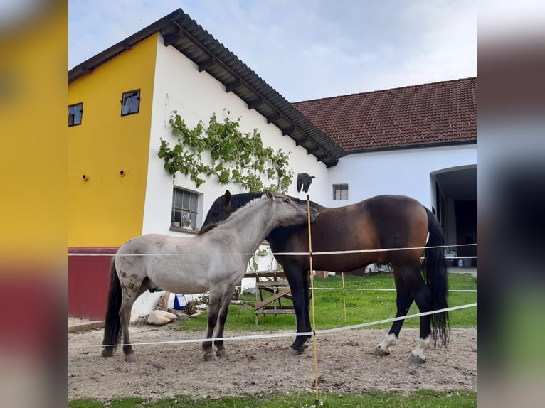 PRE Caballo castrado 14 años 170 cm Castaño oscuro in Grosspetersdorf