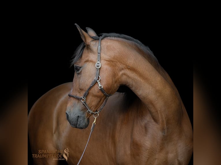 PRE Mestizo Caballo castrado 14 años 172 cm Castaño in Traventhal