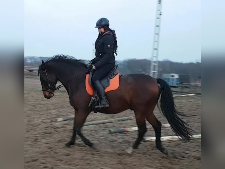 PRE Mestizo Caballo castrado 14 años Castaño in Bindow