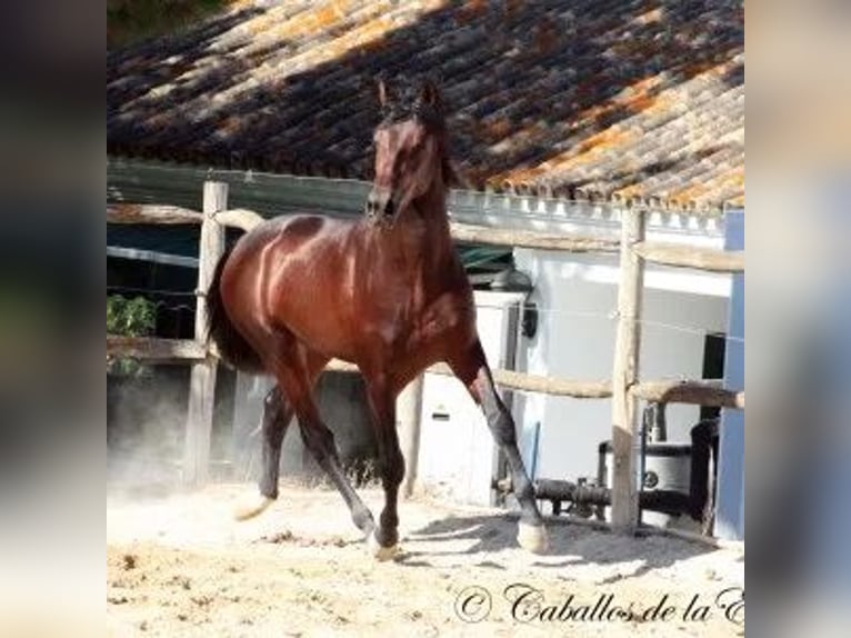PRE Mestizo Caballo castrado 14 años Castaño in Bindow