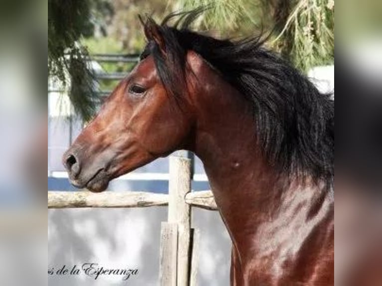 PRE Mestizo Caballo castrado 14 años Castaño in Bindow
