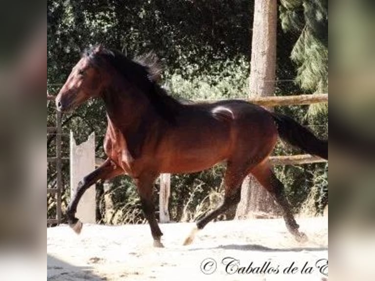 PRE Mestizo Caballo castrado 14 años Castaño in Bindow