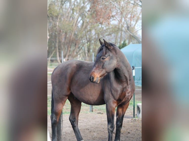 PRE Mestizo Caballo castrado 14 años Castaño in Bindow