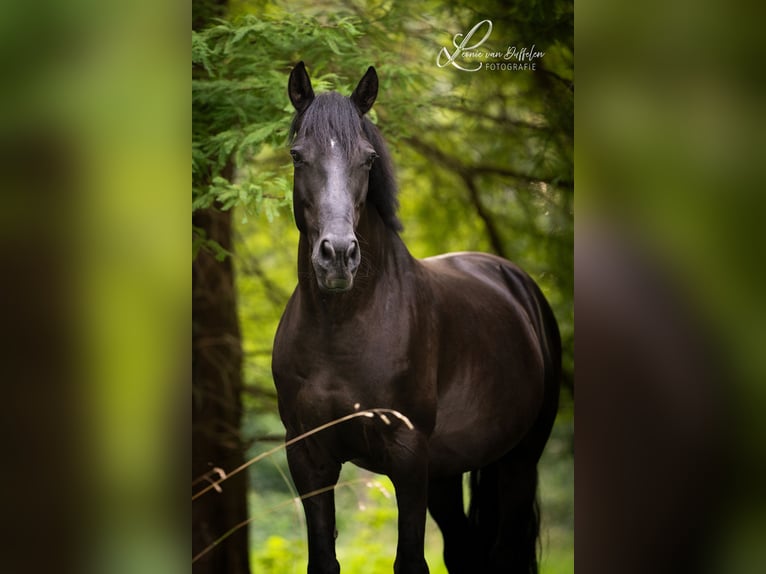 PRE Caballo castrado 14 años Negro in Waddinxveen