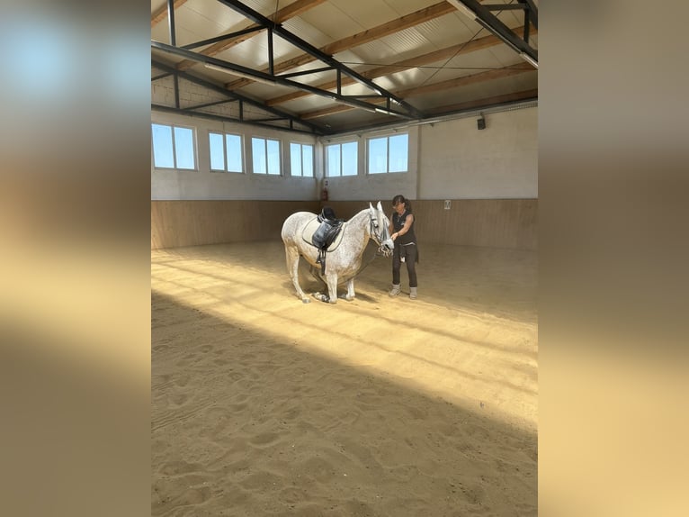 PRE Caballo castrado 14 años Tordo in Dugo Selo
