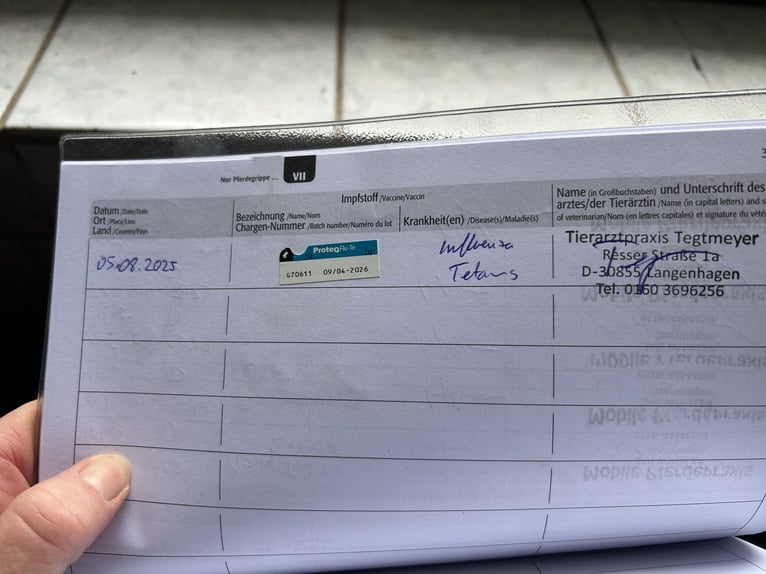 PRE Caballo castrado 15 años 146 cm Buckskin/Bayo in Langenhagen