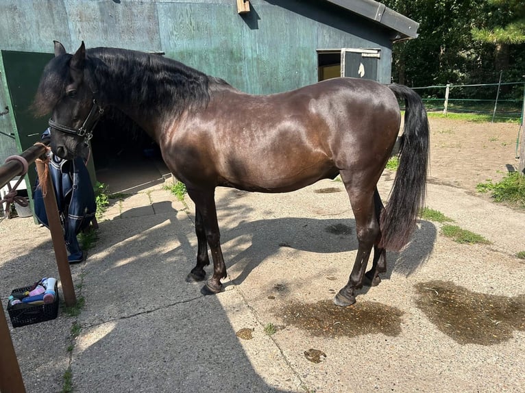 PRE Caballo castrado 15 años 155 cm Negro in De Zilk
