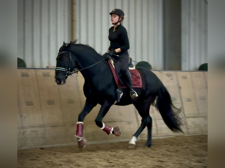 PRE Mestizo Caballo castrado 15 años 155 cm Negro in Neustadt (Wied)