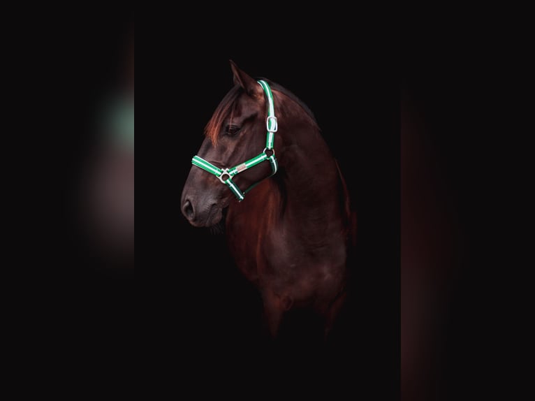 PRE Caballo castrado 15 años 158 cm Castaño oscuro in B&#xF6;hnhusen