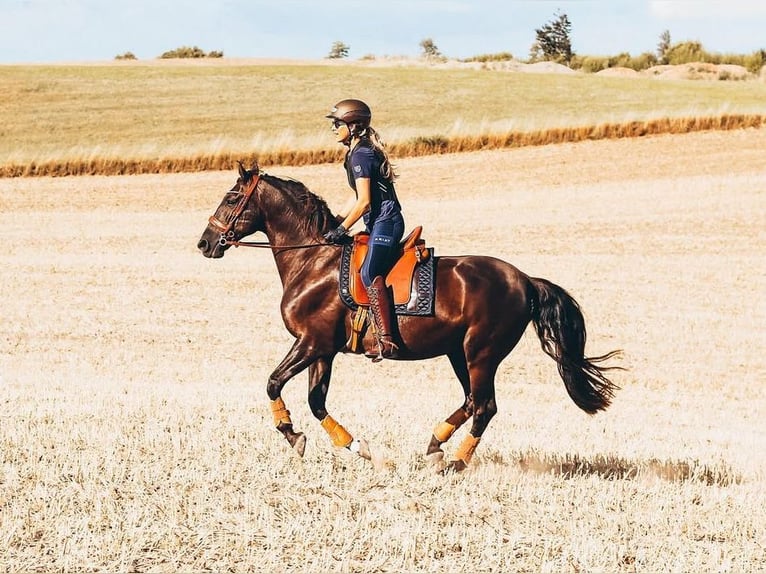 PRE Caballo castrado 15 años 158 cm Castaño oscuro in B&#xF6;hnhusen