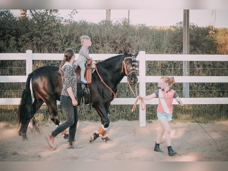 PRE Caballo castrado 15 años 158 cm Castaño oscuro in B&#xF6;hnhusen