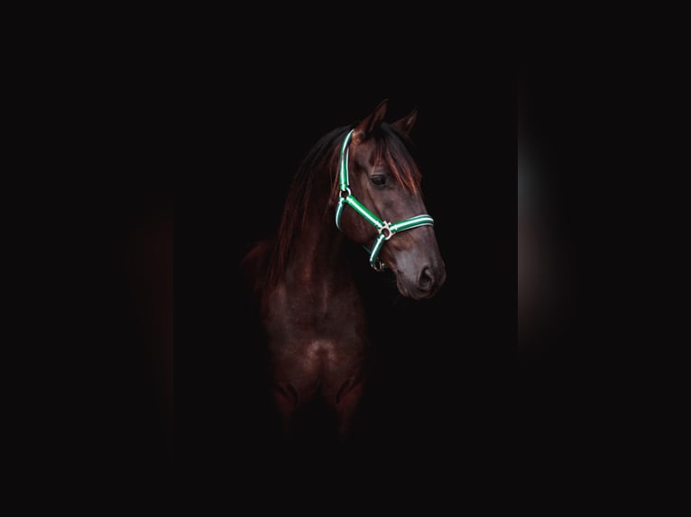 PRE Caballo castrado 15 años 158 cm Castaño oscuro in B&#xF6;hnhusen