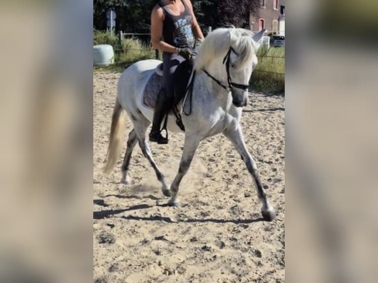 PRE Mestizo Caballo castrado 15 años 158 cm Tordo in Krefeld