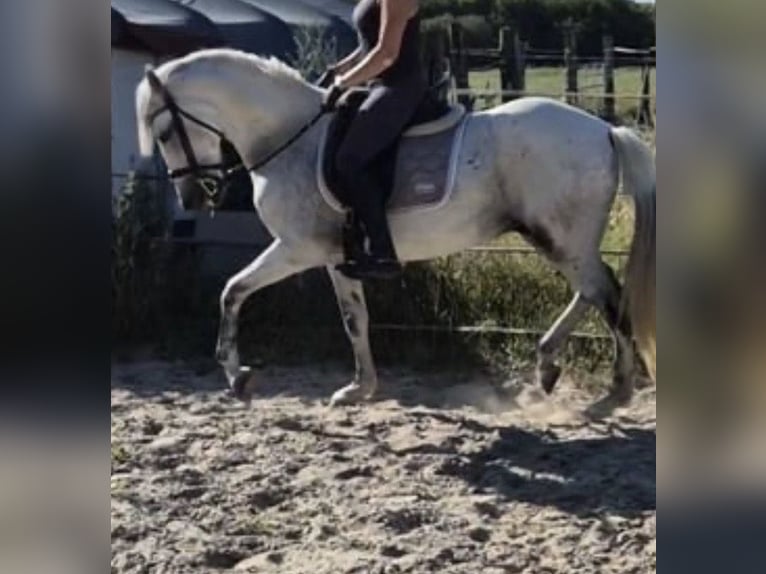 PRE Mestizo Caballo castrado 15 años 158 cm Tordo in Krefeld