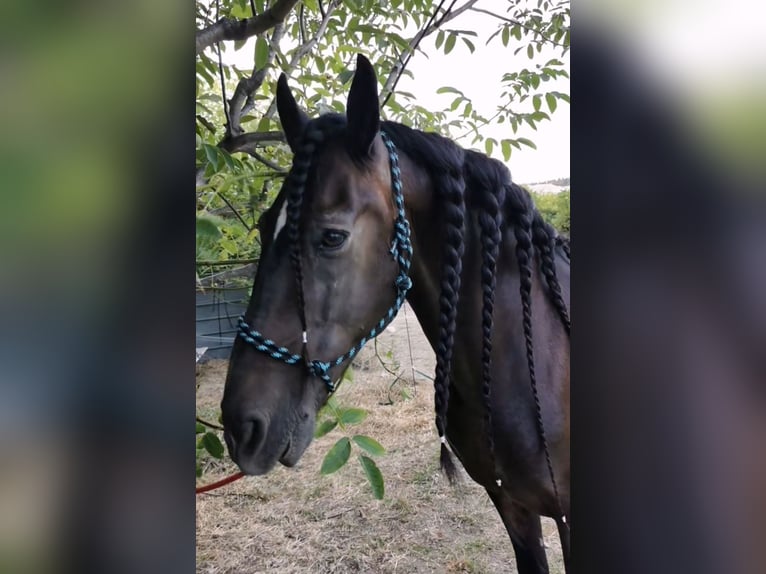 PRE Mestizo Caballo castrado 15 años 160 cm Morcillo in Carpentras